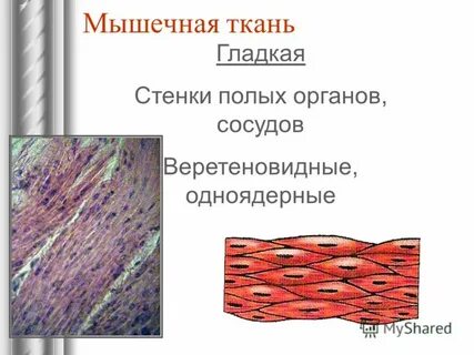 Гладкая мышечная ткань образована веретеновидными клетками