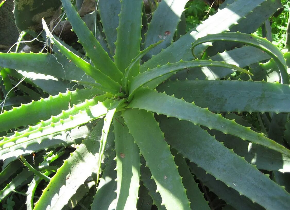 Род алоэ в русском. Алоэ древовидное столетник. Алоэ древовидное (Aloe arborescens). Алоэ древовидное (столетник) (Aloe arborescens). Алоэ древовидное Сабур столетник.