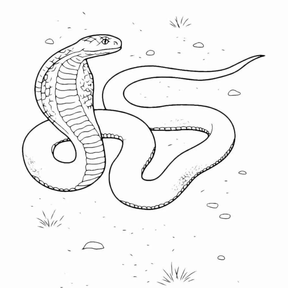 Раскраски змей распечатать. Змея раскраска. Раскраска змеи для детей. Змея раскраска для детей. Змея картинка для детей раскраска.