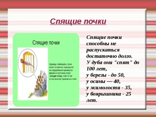 Какую функцию выполняют спящие почки. Спящие почки растений. спящие почки. определение спящие почки. спящие почки у деревьев.