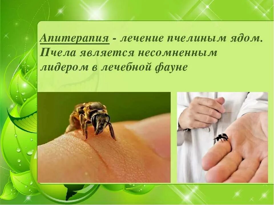 Пчелы для апитерапии