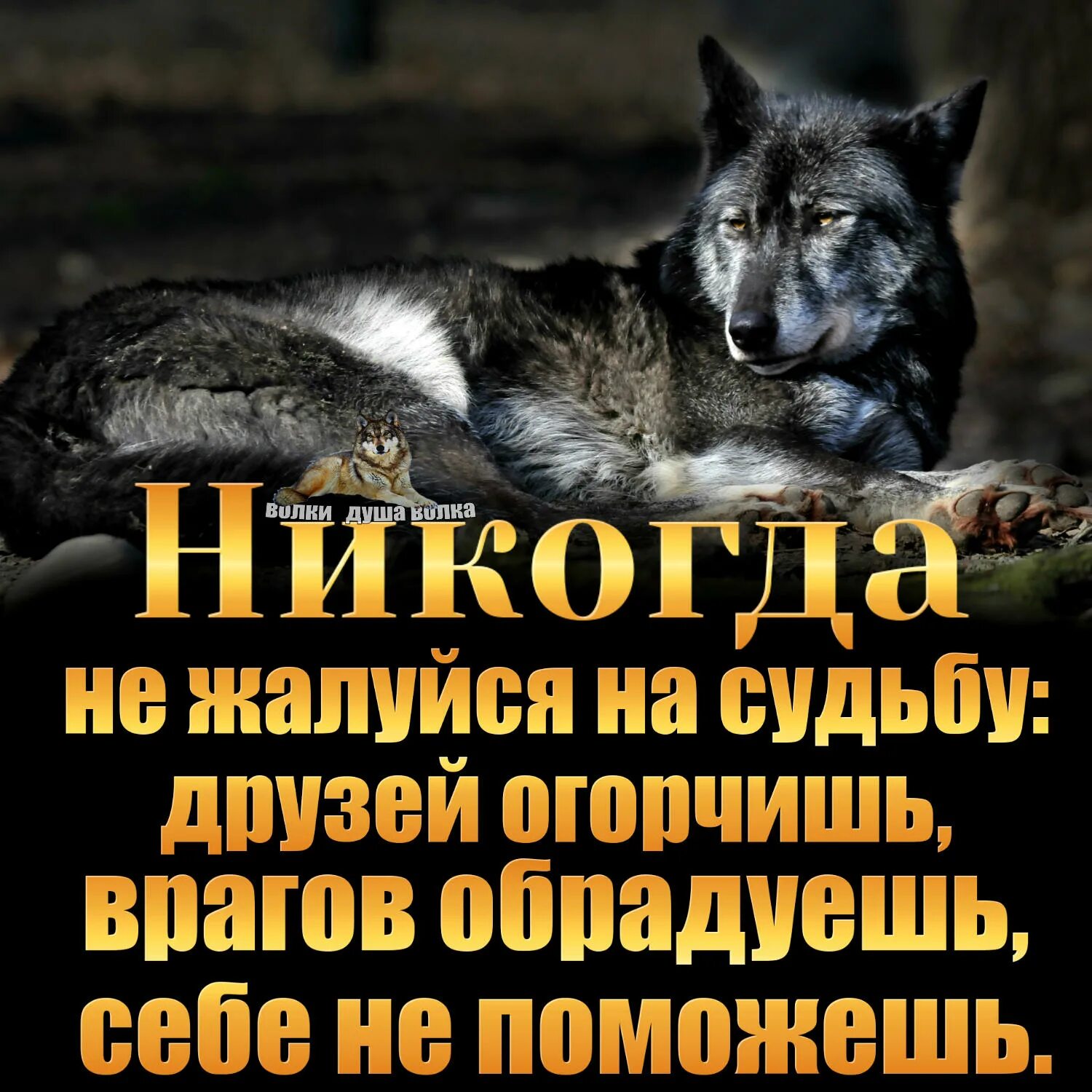 Волчья судьба песни. Судьба волка. Вот судьба для волка. Судьба не волк. Волки и судьбы фото.