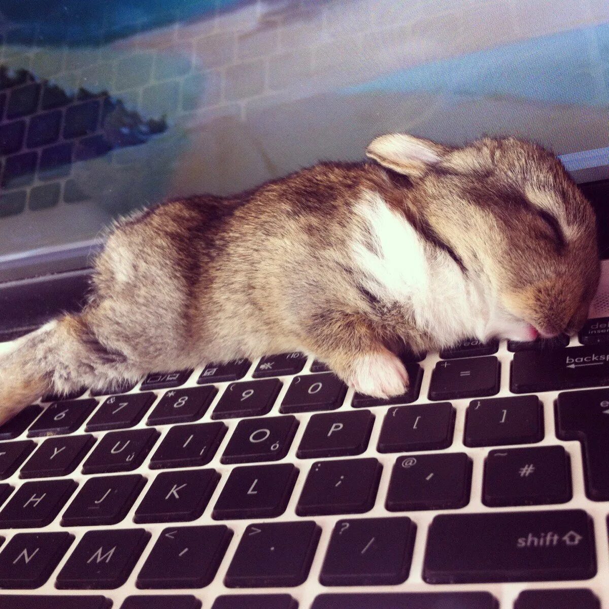 Уставший кролик. Кролик с компьютером. Заяц за компьютером. Кролик за клавиатурой.