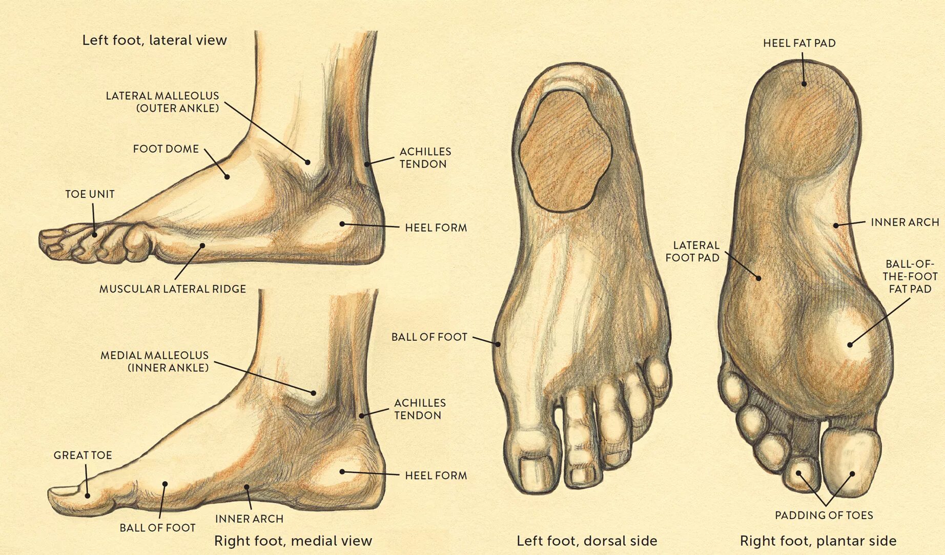 Foot side. Строение ступни снизу. Подошва стопы анатомия. Подошвенная часть стопы анатомия. Тыльная сторона стопы кости анатомия.