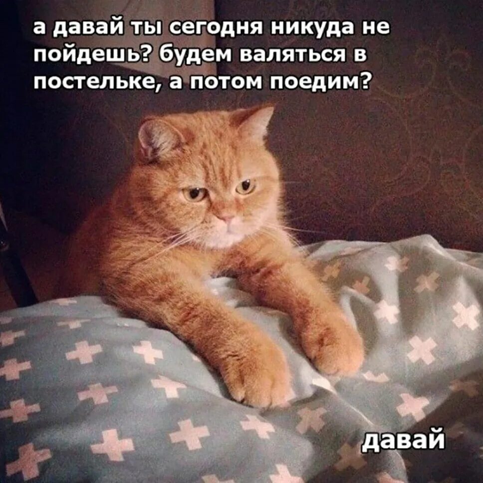 Столько планов было полчаса. Сгореть со стыда. Потом покушаем. Объевшийся черный кот. Спонсор моей диеты.