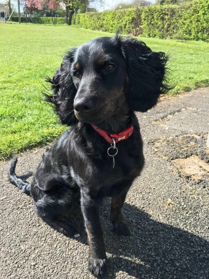 Smooth coat. Smooth coat cockapoo. флэт коатед белый кучерявый.