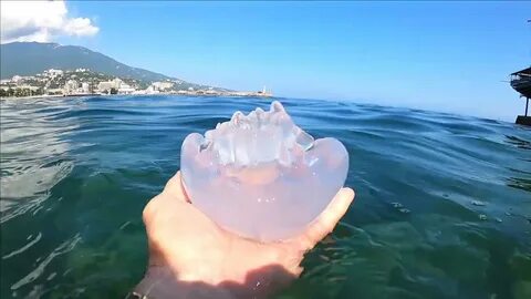 Ялта море август