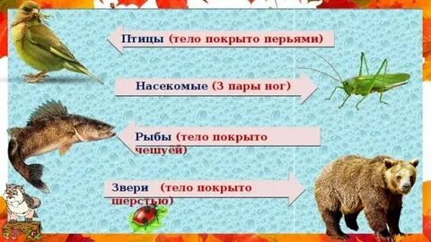 Кожа птиц выберите ответ
