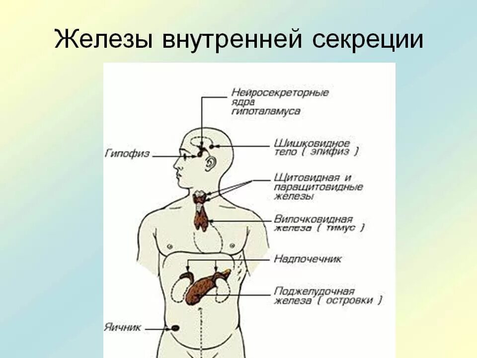 Эндокринная система железы внутренней секреции схема. Железы эндокринной системы анатомия. Эндокринная система внешней секреции. .Система желез внутренней секреции. Функции.