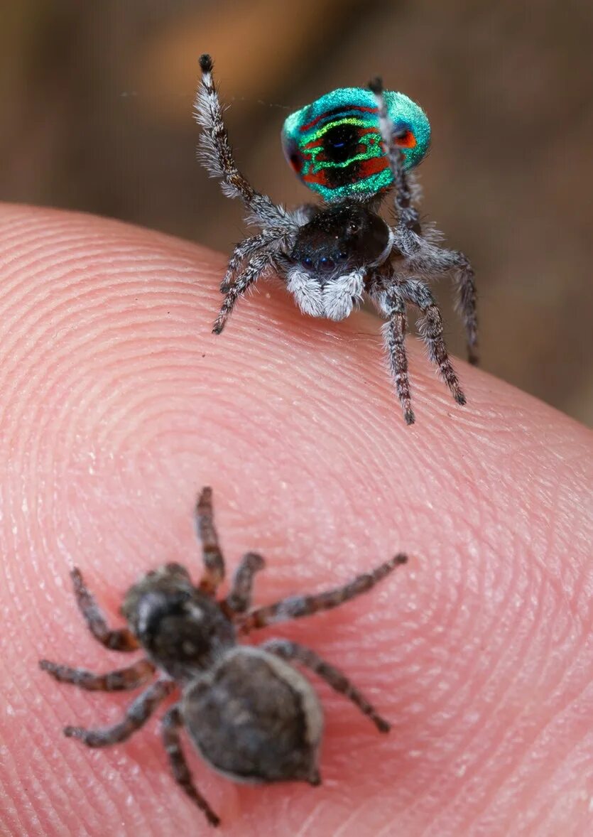 Habronattus borealis jumping spider Sub-adult male Habrona. Flickr