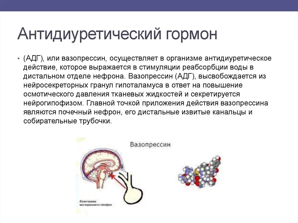 Вазопрессин гормон функции. Вазопрессин гормон функции. Железа вазопрессина. Вазопрессин гормон механизм действия. Вазопрессин и окситоцин функции.