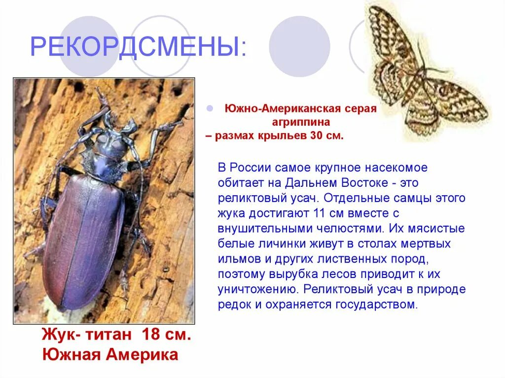 Сколько крыльев у жука. Дровосек реликтовый. реликтовый дровосек личинка. особенности крыльев жуков.