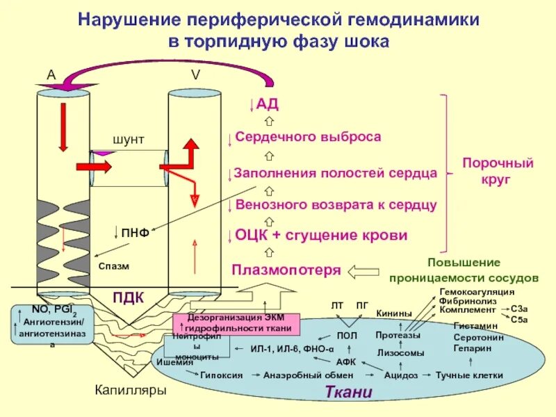 Гемодинамика шока. Емкость сосудистого русла это. Торпидная фаза шока. Увеличение емкости сосудистого русла это. Изменение гемодинамики в торпидную фазу шока.