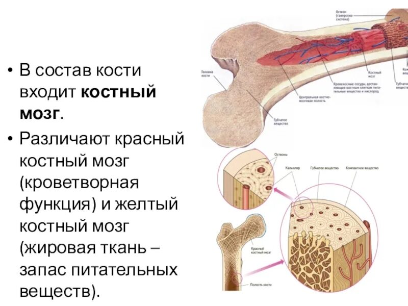 Костный мозг где находится. Красный костный мозг и желтый костный мозг. Функции красного костного мозга в трубчатой кости. Строение красного костного мозга анатомия. Желтый костный мозг строение.