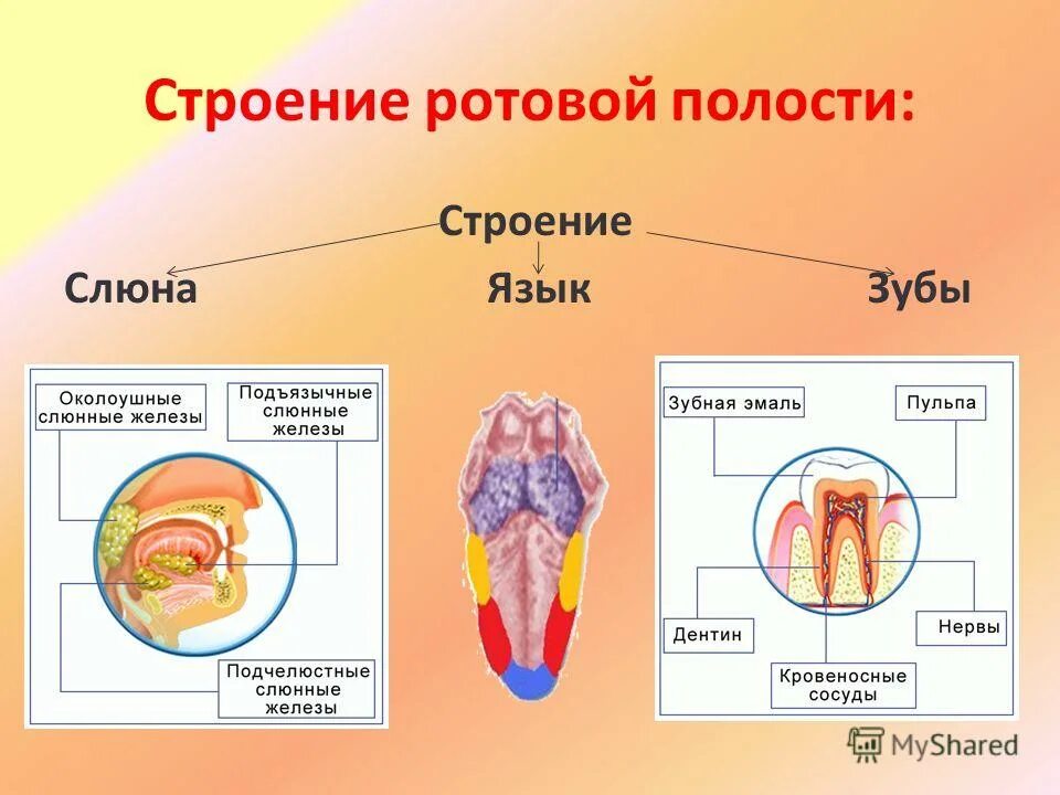 Строение ротовой полости. Язык зубы строение функции. Пищеварение в ротовой полости. Пищеварение в ротовой полости анатомия.