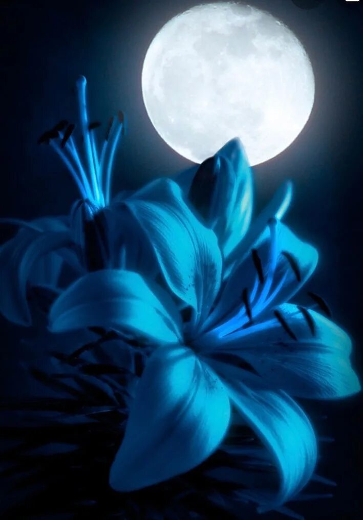 цветы в лунном свете. луна и цветы. цветы лунный свет. цветы ночью. лунный цветок.