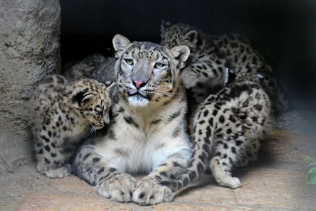 - снежный барс (panthera uncia. Ирбис самка. Снежный барс детеныш. Снежный барс ирбис детеныши. Потомство снежного барса.