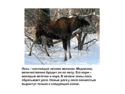 Какое животное является лесным исполином