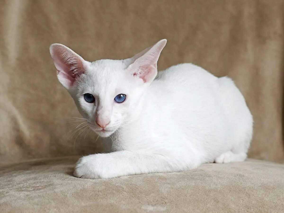 Как называется белая порода кошек. Ориенталы Форин Вайт. Форин Вайт кошка. Ориентальная порода кошек. Форинвайт: белая Ориентальная.