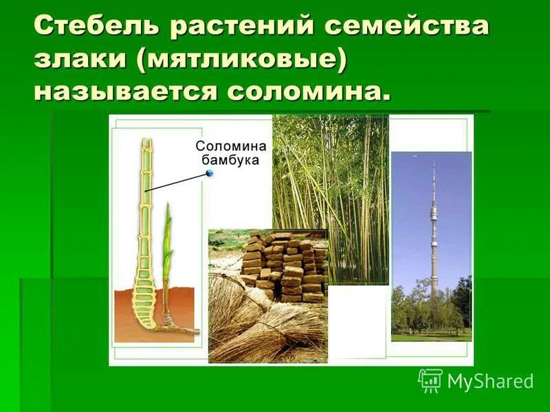 По наличию стебля соломины