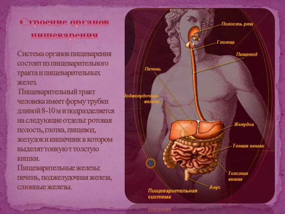 Желудочно-кишечный тракт человека анатомия строение и функции. ЖКТ анатомия человека строение и функции кратко. Система пищеварения человека. Строение органов пищеварительной системы человека.