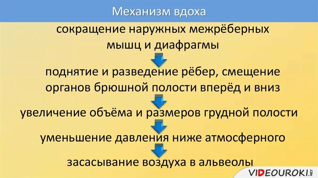 Установите последовательность происходящих при вдохе. Установите последовательность механизма вдоха. последовательность механизма вдоха межреберные мышцы. механизм вдоха уменьшение. дыхательные движения регуляция дыхания презентация.