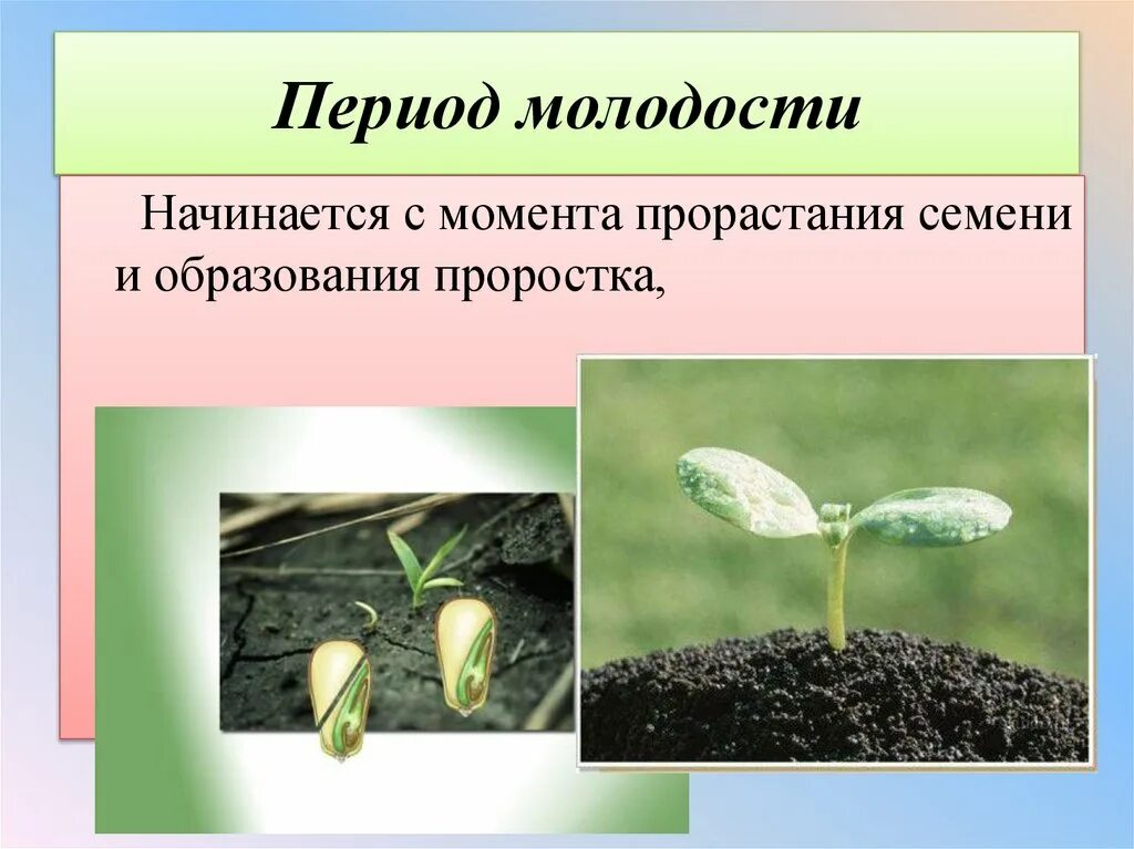 Условия развития семян. Рост и развитие растений. Период прорастания семян. Периоды развития растений. Типы прорастания семян.