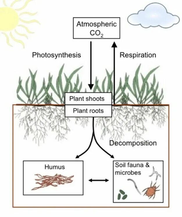 Углерод в почве. Soil Carbon. Plant respiration. Soil Organic Carbon.