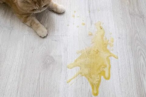 Почему кошка блюет белым