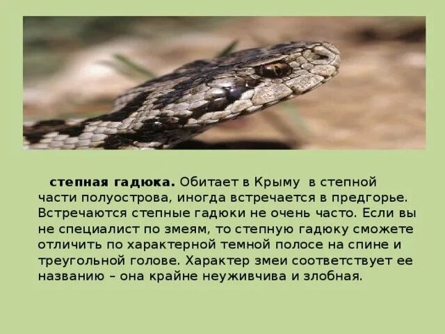 Степная гадюка 4 класс окружающий мир сообщение. Рассказ о степной гадюке. рассказ о степной гадюке 4 класс. сообщение о степной гадюке 4 класс окружающий мир. степная гадюка сообщение 4 класс.