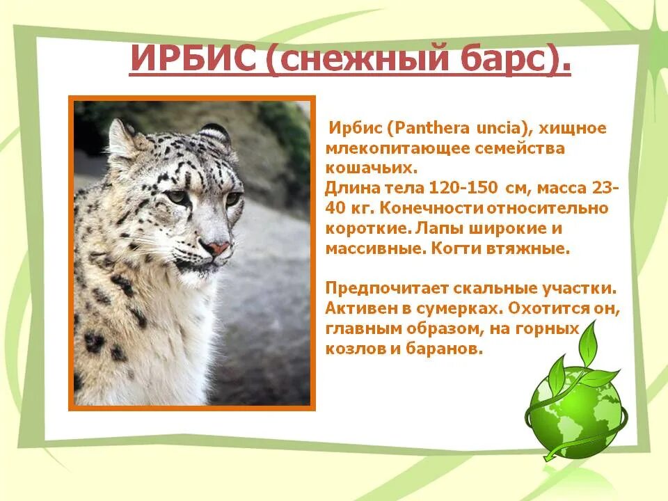 Сообщение о редком животном 2 класс. Снежный барс ирбис красная книга. ирбис длина тела. краткое сообщение о животных из красной книги. доклад о животном из красной книги 2.
