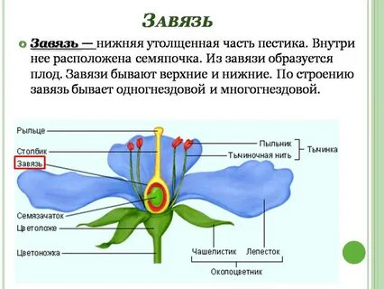 Тонах состоит из