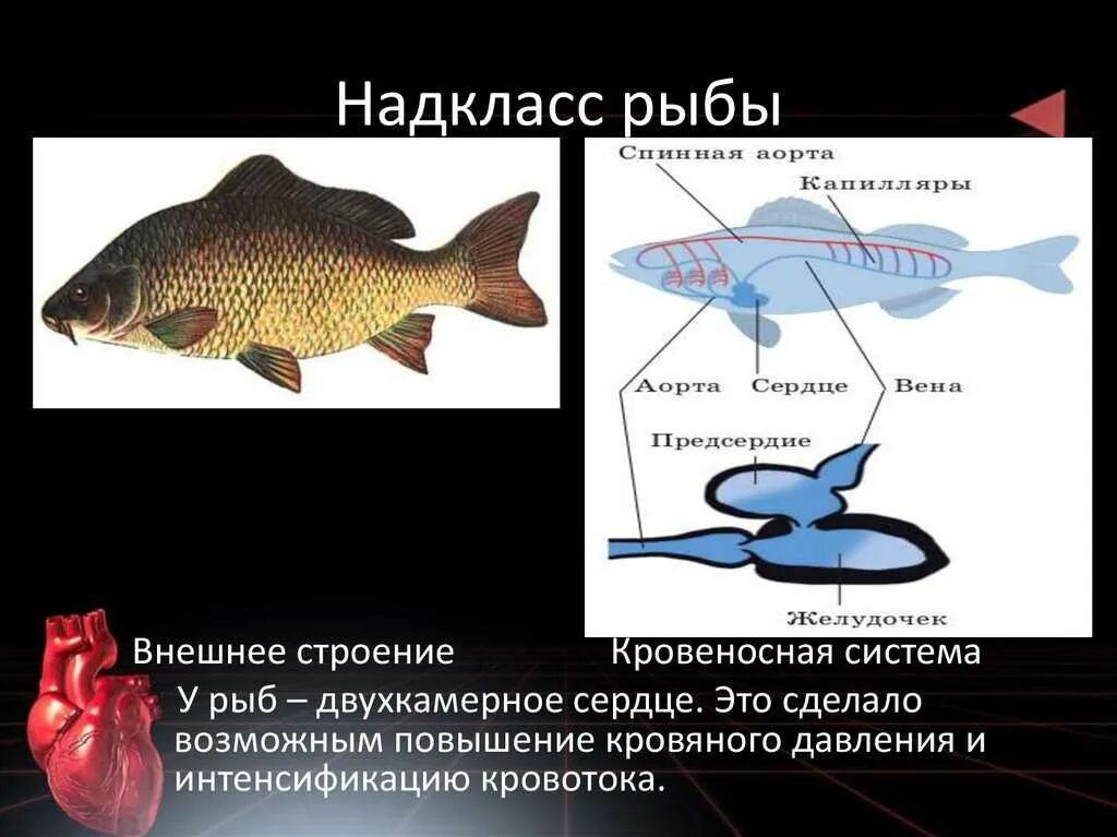 Надкласс рыбы строение. Общее строение рыб. Внешнее строение рыбы. Рыбы общая характеристика и внешнее строение.
