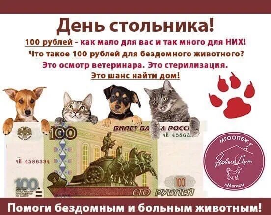 Как звали стольника который в 1673 году. День стольника. день стольника для бездомных животных. акция день стольника. неделя стольника.