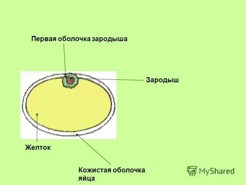Оболочка зародыша 6. Схема развития плодных оболочек. Плодовые оболочки и их функции. Амнион хорион аллантоис. Зародышевые оболочки млекопитающих строение и функции.