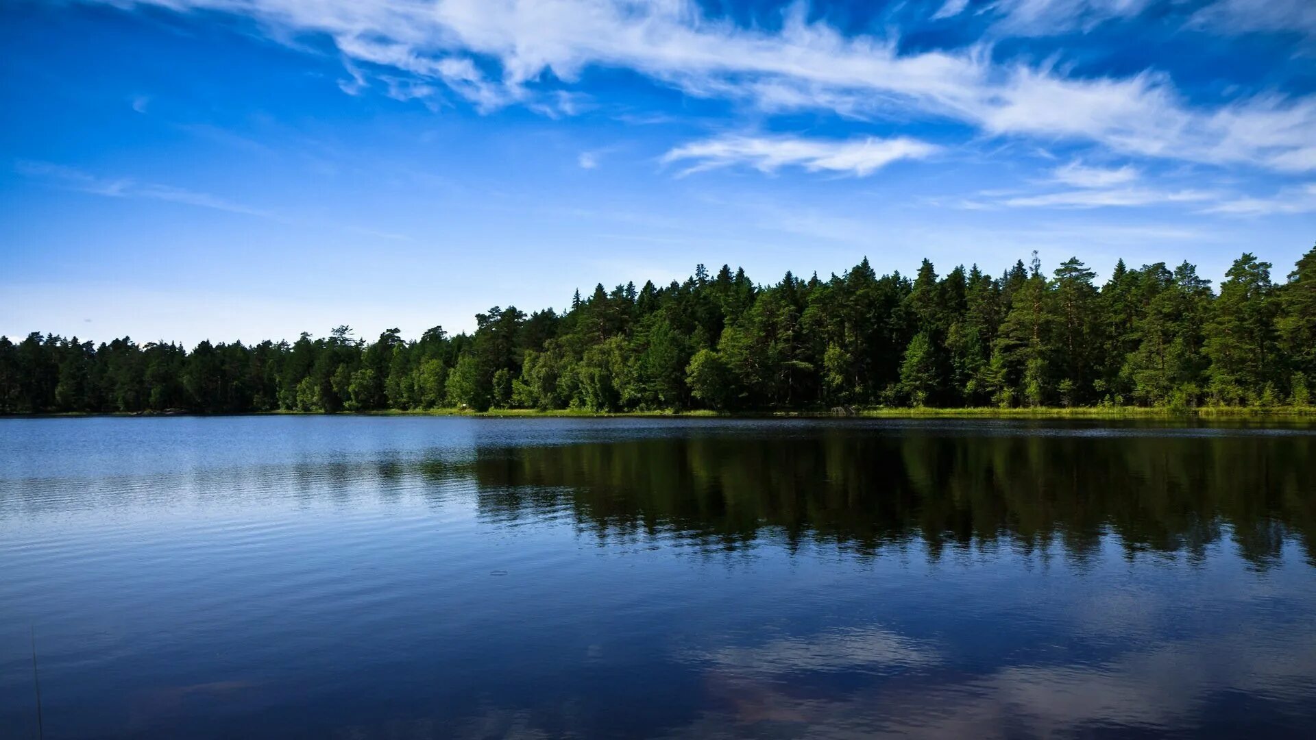 Озеро Селигер. Селигер Лесное озеро. Озеро Сапшо Смоленская область. Озеро Селигер Сосновый Бор.