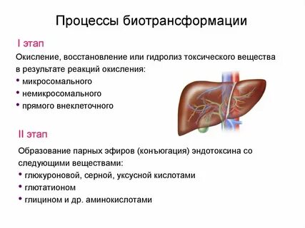Микросомальные ферменты печени примеры