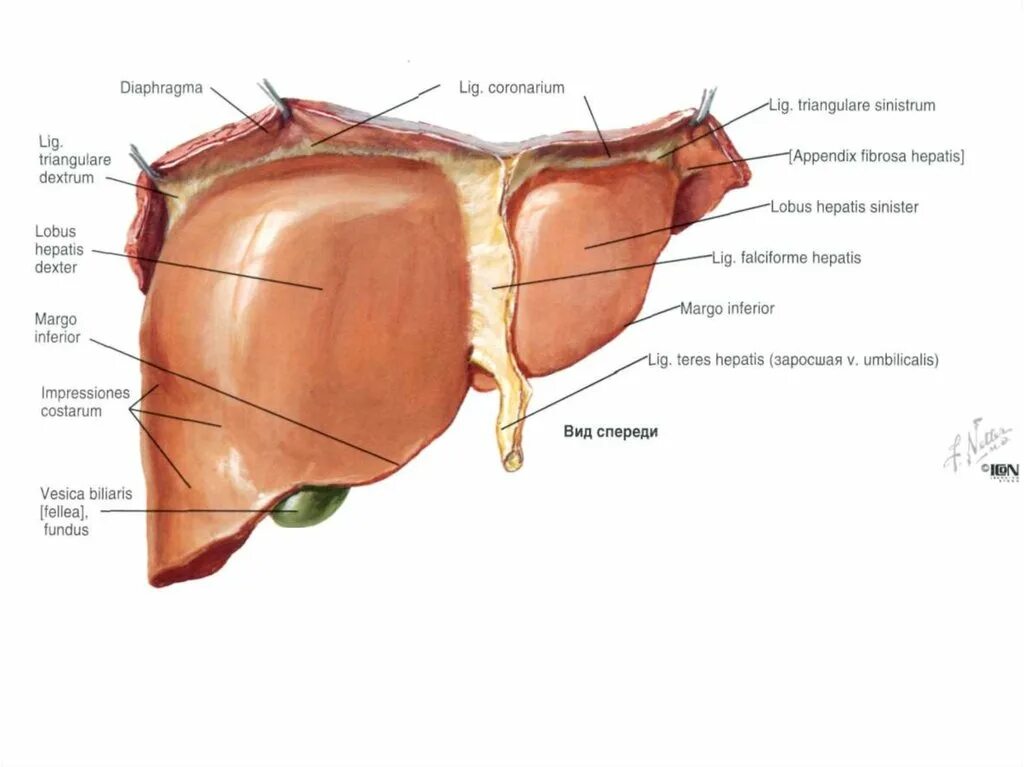 Висцеральная поверхность печени анатомия. Доли печени анатомия латынь. Строение печени анатомия латынь. Печень анатомические образования
