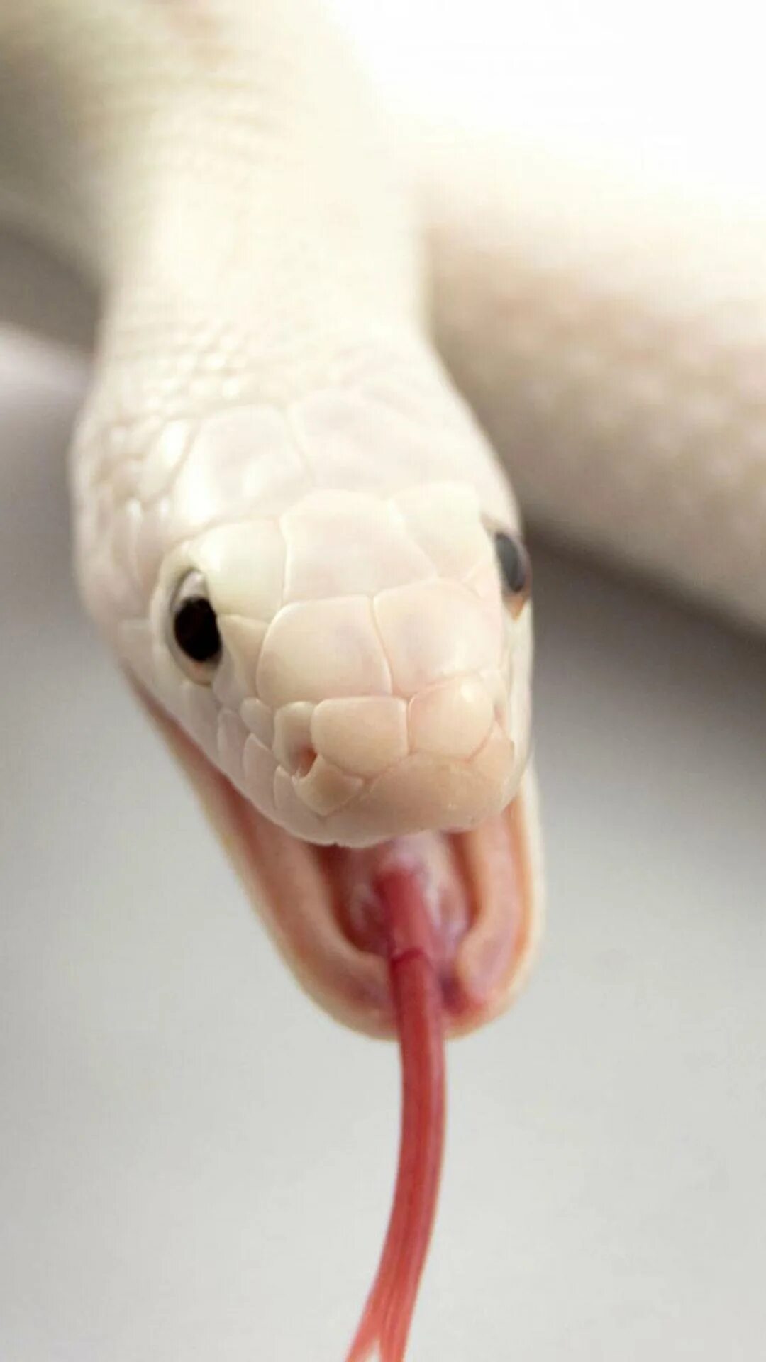 Змея альбинос. Язык змеи. Змея с языком.