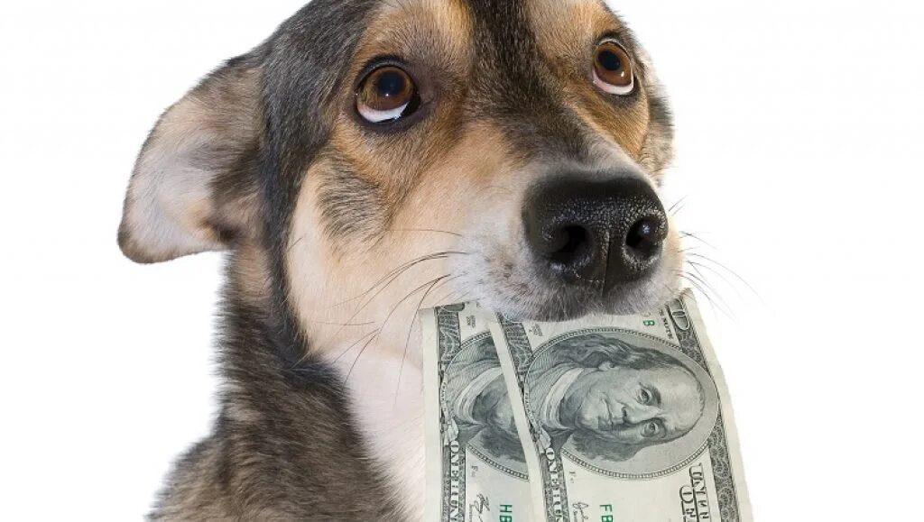 Собака с деньгами. Купюры с собаками. Животные с деньгами. Собака с деньгами в зубах.
