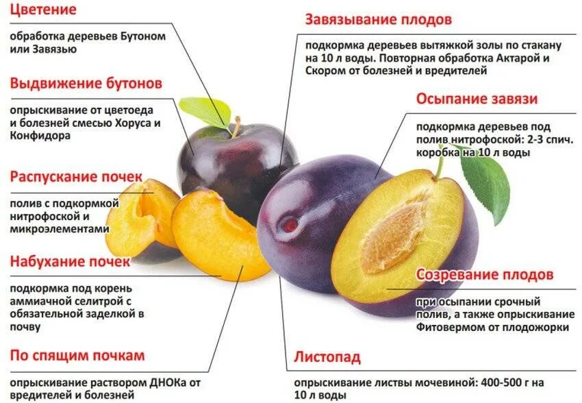 Можно ли обрабатывать черешню во время цветения