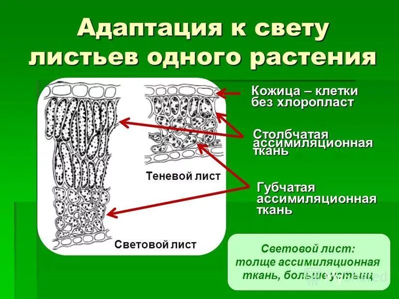 Сильно развиты механические ткани листа. Строение светового листа. Строение светового и теневого листа. Световые и теневые листья. Строение световых и теневыхлистьтев.