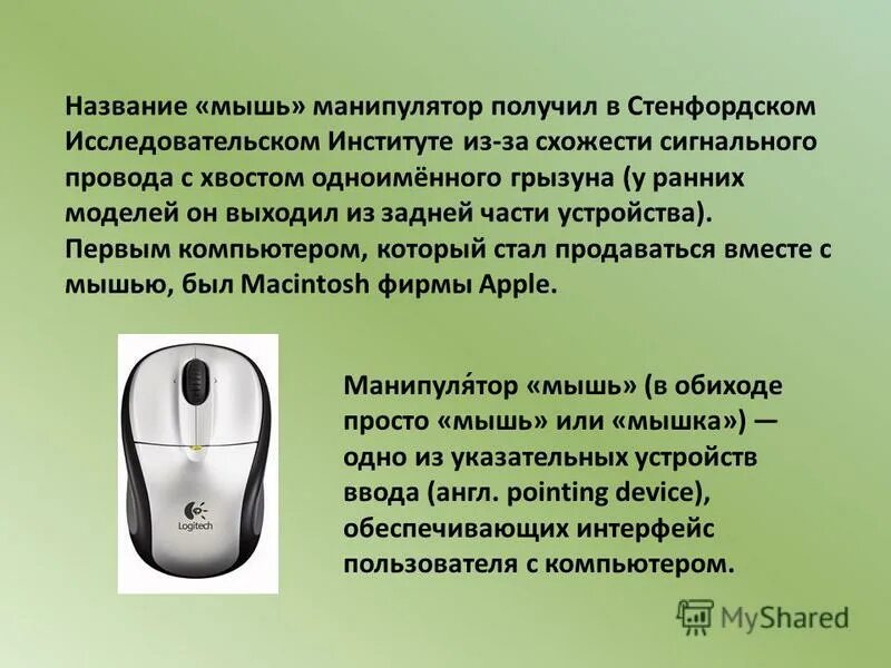 Имена для мышей. Хомяк джунгарский. Имена для мышей. Клички для мышат. Как назвать мышку.