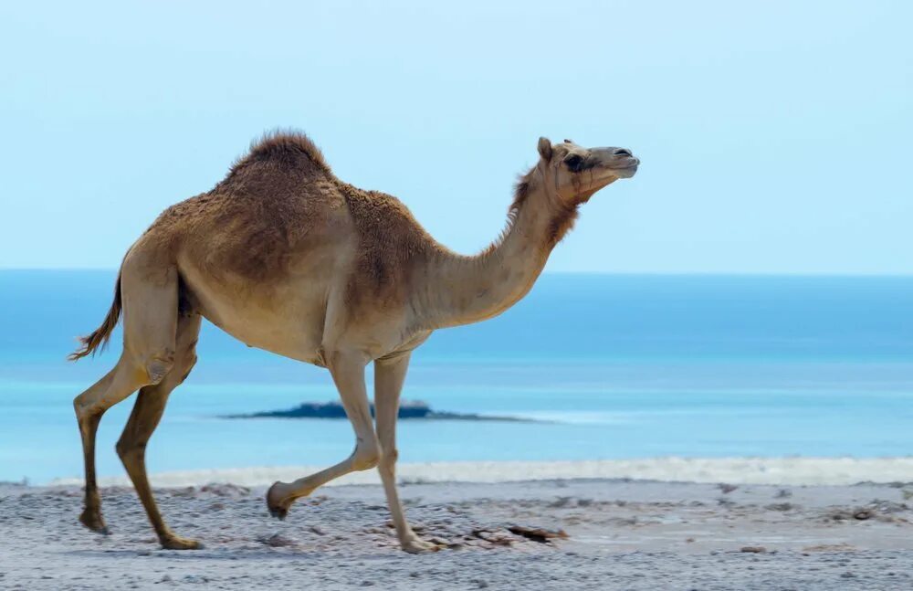 Camel f