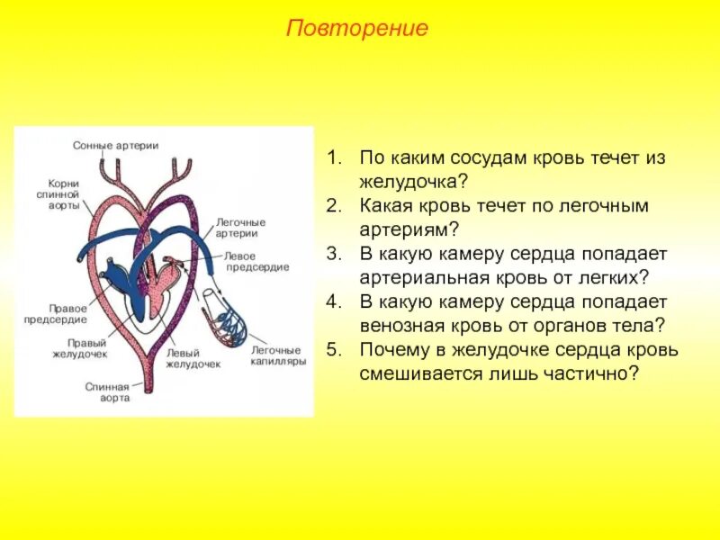 Артериальная кровь сосуды. Артериальная и венозная кровь к сердцу и от сердца. По легочным артериям течет кровь. Артериальная и венозная кровеносная система. Правое предсердие аорта левый желудочек легкие левое