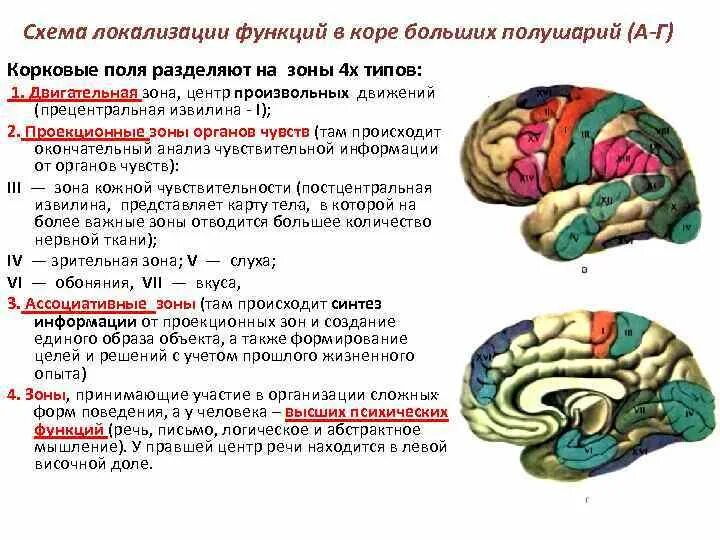 Локализация функций в коре больших полушарий головного мозга. Локализация функций в коре большого мозга. Локализация функций в коре больших полушарий. Локализация функций в коре полушарий большого мозга. Локализация психических функций в мозге