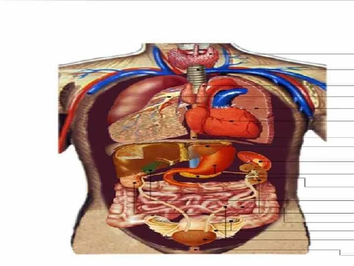 Вид внутренних органов. Расположение внутренних органов человека. Расположение внутренних органов у женщин. Картина внутренних органов человека. Внутренние органы человека объемное изображение.