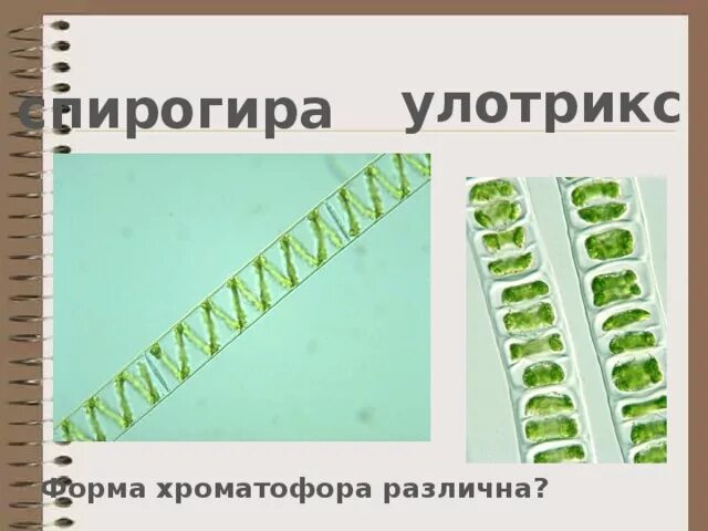 Какой цвет хроматофоров у улотрикса