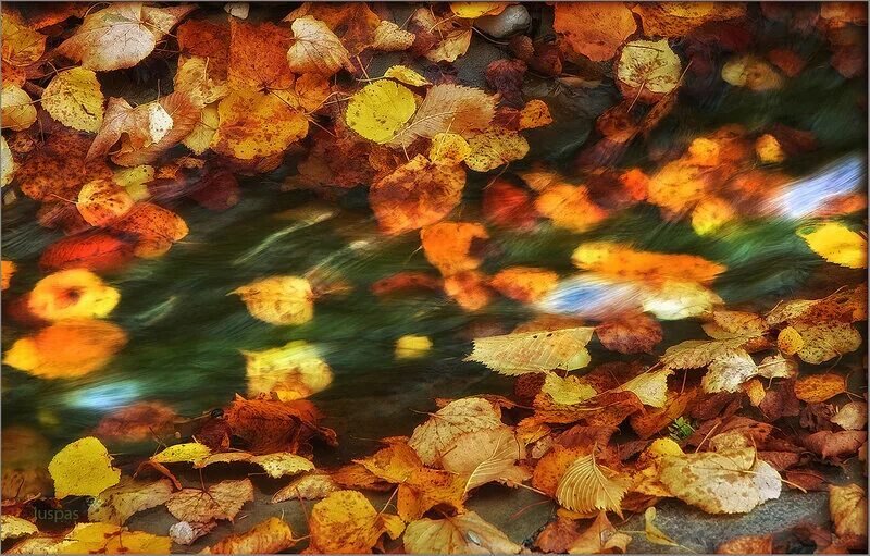 Осенний дождь. Листопад. Дождь листопад. Дождь листопад. Осенний дождь и листопад.