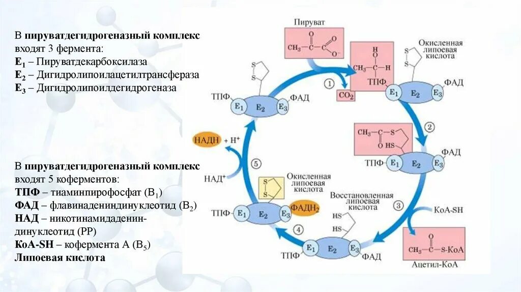 Цикл кребса в митохондриях. Цикл Кребса схема в митохондриях. Пируватдегидрогеназный комплекс строение. Механизм пируватдегидрогеназного комплекса. Регуляторные ферменты цикла Кребса.